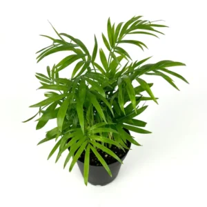 Parlor Palm Houseplant - 4 Inch Pot - Low Maintenance Air Purifier
