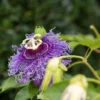 Passion Flower Plant - Passiflora Vine - 4 Inch Pot - Exotic Blooms