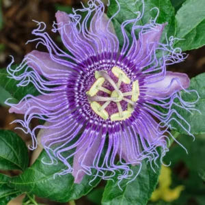 Passion Flower Plant - Passiflora Vine - 4 Inch Pot - Exotic Blooms