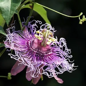 Passion Flower Plant - Passiflora Vine - 4 Inch Pot - Exotic Blooms