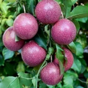 Passion Fruit Plant Vine - Live Edible Plant, 4-10 Inch, Well Rooted
