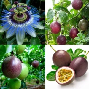 Passion Fruit Plant Vine - Live Edible Plant, 4-10 Inch, Well Rooted