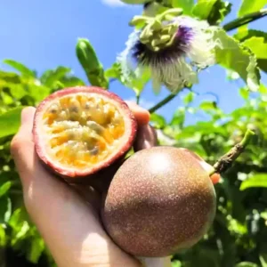 Passion Fruit Plant Vine - Live Edible Plant, 4-10 Inch, Well Rooted