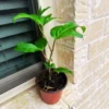 Passionfruit Plant Live 4-8 Inch Purple Passion Fruit Vine