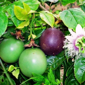 Passionfruit Plant Live 4-8 Inch Purple Passion Fruit Vine