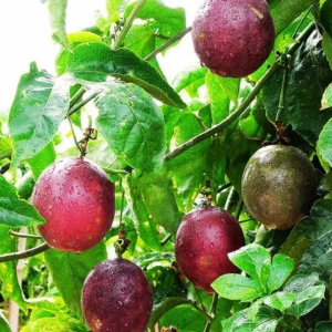 Passionfruit Plant Live 4-8 Inch Purple Passion Fruit Vine