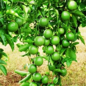 Passionfruit Plant Live 4-8 Inch Purple Passion Fruit Vine