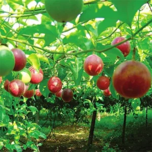 Passionfruit Plant Live 4-8 Inch Purple Passion Fruit Vine
