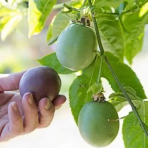 Passionfruit Vine Plant - Live Fruit Tree - 5-8 Inch - Yellow Perennial Vine