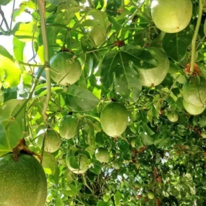 Passionfruit Vine Plant - Live Yellow Passion Fruit Tree - 5-8 Inch Outdoor Plant