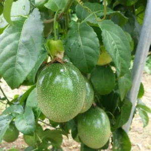 Passionfruit Vine Plant - Live Yellow Passion Fruit Tree - 5-8 Inch Outdoor Plant
