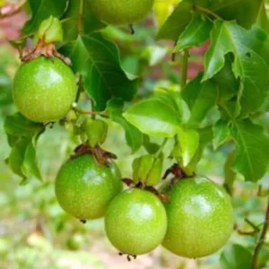 Passionfruit Vine Plant - Live Yellow Passion Fruit Tree - 5-8 Inch Outdoor Plant