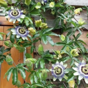 Passionfruit Vine Plant - Live Yellow Passion Fruit Tree - 5-8 Inch Outdoor Plant