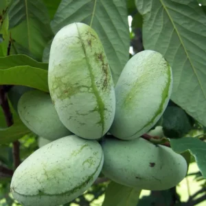 Pawpaw Fruit Tree - 3 Asimina Triloba Native Trees - 6 to 8in Tall - Bare Root