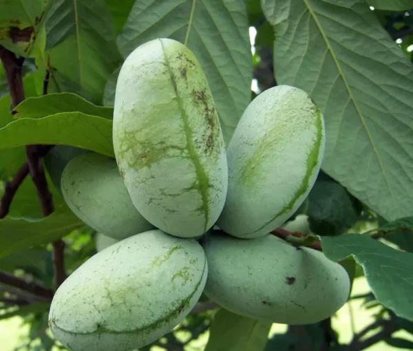 Pawpaw Fruit Tree - 3 Asimina Triloba Native Trees - 6 to 8in Tall - Bare Root