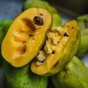 Pawpaw Fruit Tree - 3 Asimina Triloba Native Trees - 6 to 8in Tall - Bare Root