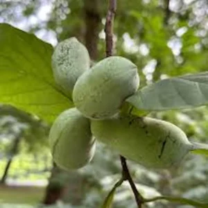 Pawpaw Fruit Tree - 3 Asimina Triloba Native Trees - 6 to 8in Tall - Bare Root