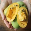Pawpaw Tree - 5 Bare Root Asimina Triloba Native Fruit Trees 6 to 8in Tall