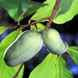 Pawpaw Tree - 5 Bare Root Asimina Triloba Native Fruit Trees 6 to 8in Tall
