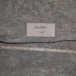 Pawpaw Tree - 5 Bare Root Asimina Triloba Native Fruit Trees 6 to 8in Tall