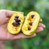 Pawpaw Tree 6 to 8in Tall - Asimina Triloba Native Fruit Tree Bare Root