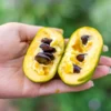 Pawpaw Tree Seeds - 5 Asimina Triloba Organic Heirloom Fruit Tree Stratified