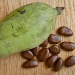 Pawpaw Tree Seeds - 5 Asimina Triloba Organic Heirloom Fruit Tree Stratified