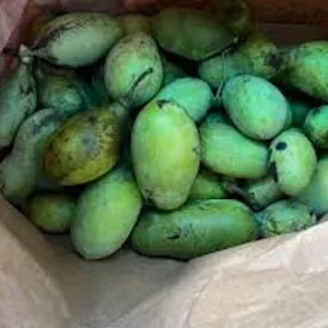 Pawpaw Tree Seeds - 5 Asimina Triloba Organic Heirloom Fruit Tree Stratified