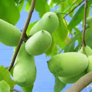 Pawpaw Tree Seeds - 5 Asimina Triloba Organic Heirloom Fruit Tree Stratified