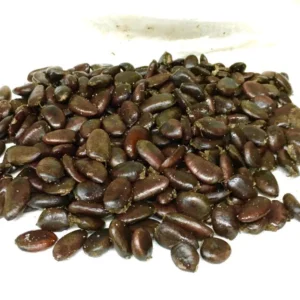 Pawpaw Tree Seeds - 5 Asimina Triloba Organic Heirloom Fruit Tree Stratified