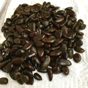 Pawpaw Tree Seeds - 5 Asimina Triloba Organic Heirloom Fruit Tree Stratified