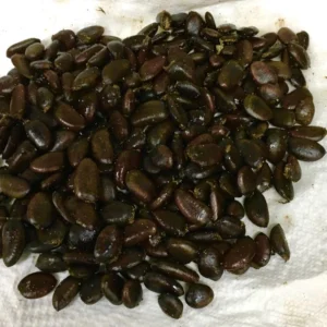 Pawpaw Tree Seeds - 5 Asimina Triloba Organic Heirloom Fruit Tree Stratified