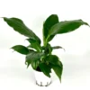 Peace Lily Spathiphyllum Houseplant Large 12 Inch Air Purifier 4" Pot