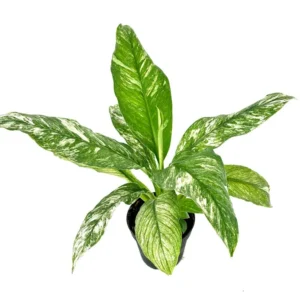 Peace Lily Spathiphyllum Houseplant Large 12 Inch Air Purifier 4" Pot