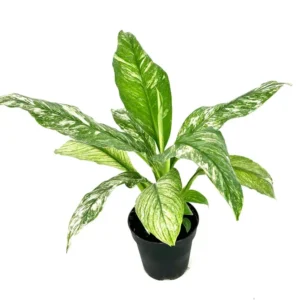 Peace Lily Spathiphyllum Houseplant Large 12 Inch Air Purifier 4