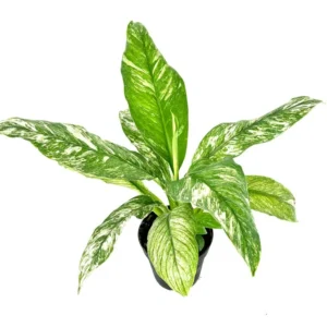 Peace Lily Spathiphyllum Houseplant Large 12 Inch Air Purifier 4