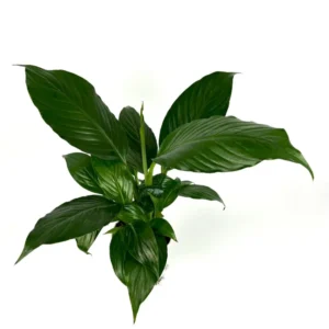 Peace Lily Spathiphyllum Houseplant Large 12 Inch Air Purifier 4