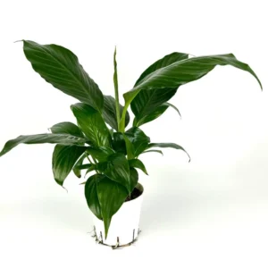 Peace Lily Spathiphyllum Houseplant Large 12 Inch Air Purifier 4