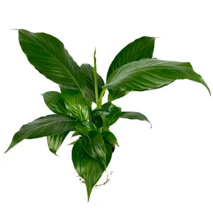 Peace Lily Spathiphyllum Houseplant Large 12 Inch Air Purifier 4