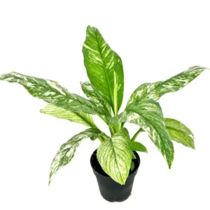 Peace Lily Spathiphyllum Houseplant Large 12 Inch Air Purifier 4
