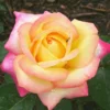 Peace Rose Live Plant - Hybrid Tea Rose- Yellow with Pink Edges