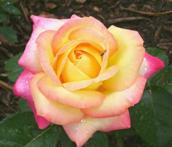 Peace Rose Live Plant - Hybrid Tea Rose- Yellow with Pink Edges