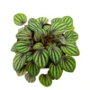 Peacock Peperomia albovittata Plant - 2.5 Inch Pot - Indoor Houseplant