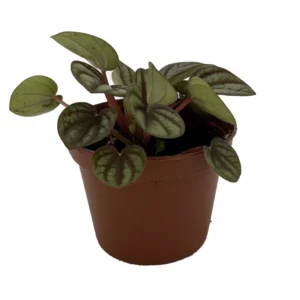 Peacock Peperomia albovittata Plant - 2.5 Inch Pot - Indoor Houseplant