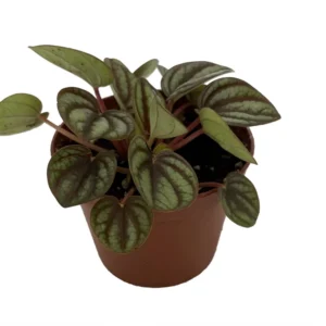 Peacock Peperomia albovittata Plant - 2.5 Inch Pot - Indoor Houseplant