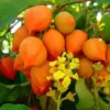 Peanut Butter Fruit Plant - 4 Inch Potted Houseplant - Tropical Delight