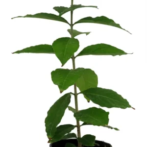 Peanut Butter Fruit Plant - 4 Inch Potted Houseplant - Tropical Delight