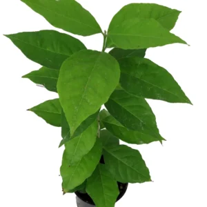 Peanut Butter Fruit Plant - 4 Inch Potted Houseplant - Tropical Delight