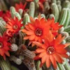 Peanut Cactus - Orange Flowering - 2 Pack 2" Pot - Echinopsis Chamaecereus