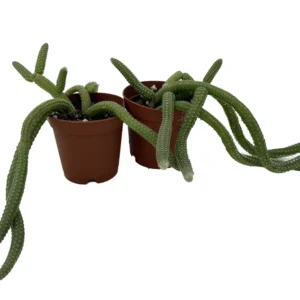 Peanut Cactus - Orange Flowering - 2 Pack 2" Pot - Echinopsis Chamaecereus